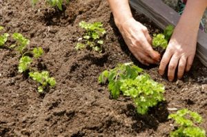 Planting seedings into the soil
