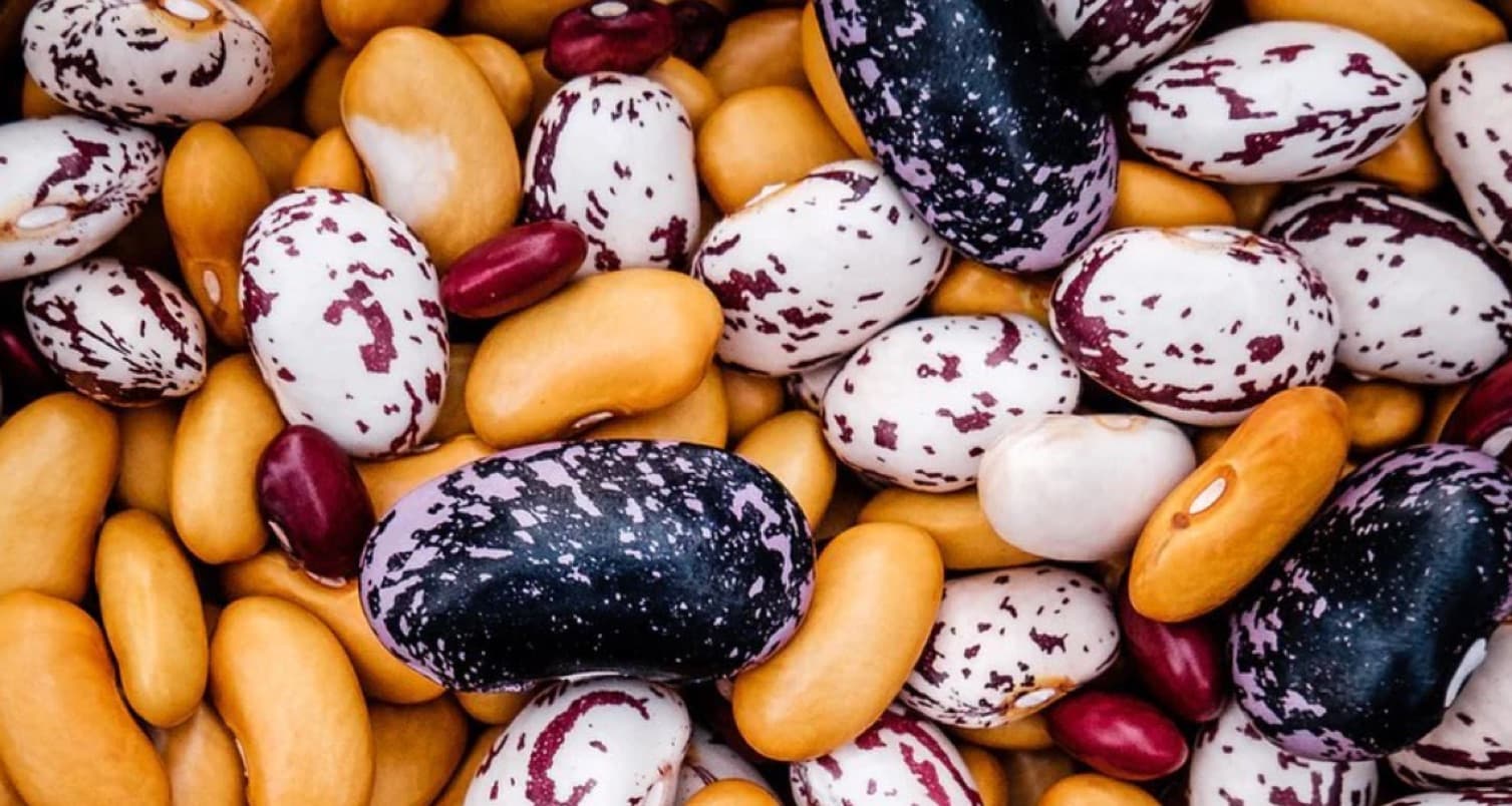bean seeds
