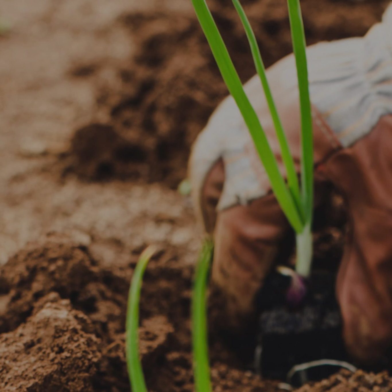 onion-planting onion-planting