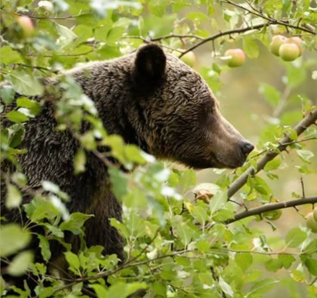 Grizzlies: Info for Farmers & Homesteaders